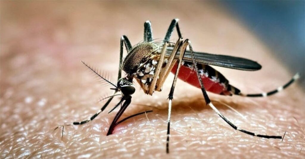 এডিস মশা