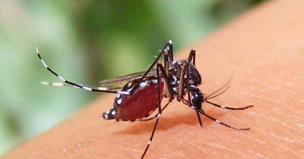 এডিস মশা