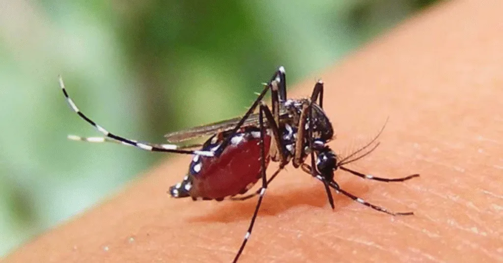 এডিস মশা