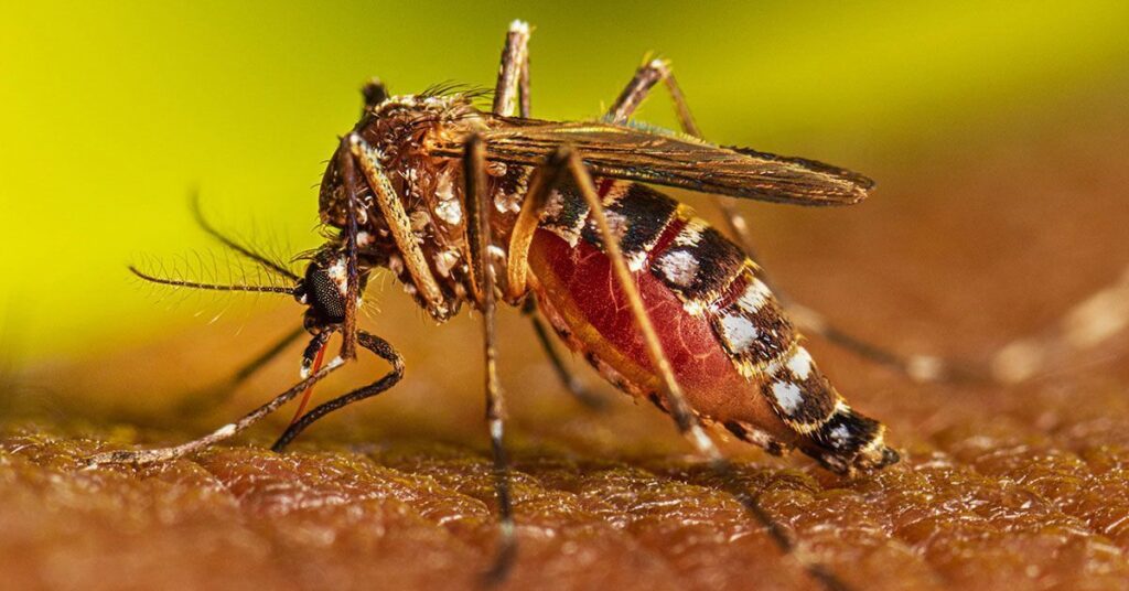 ডেঙ্গুতে এক দিনে ৮ জনের মৃত্যু, নতুন রোগী ভর্তি ৭৭৮ ডেঙ্গু পরিস্থিতি বাংলাদেশ